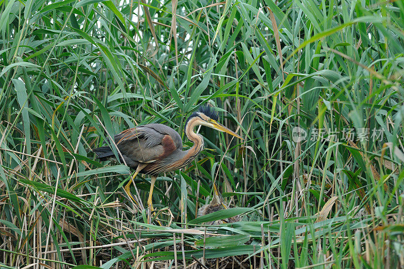 巢中的紫鹭(Ardea purpurea)